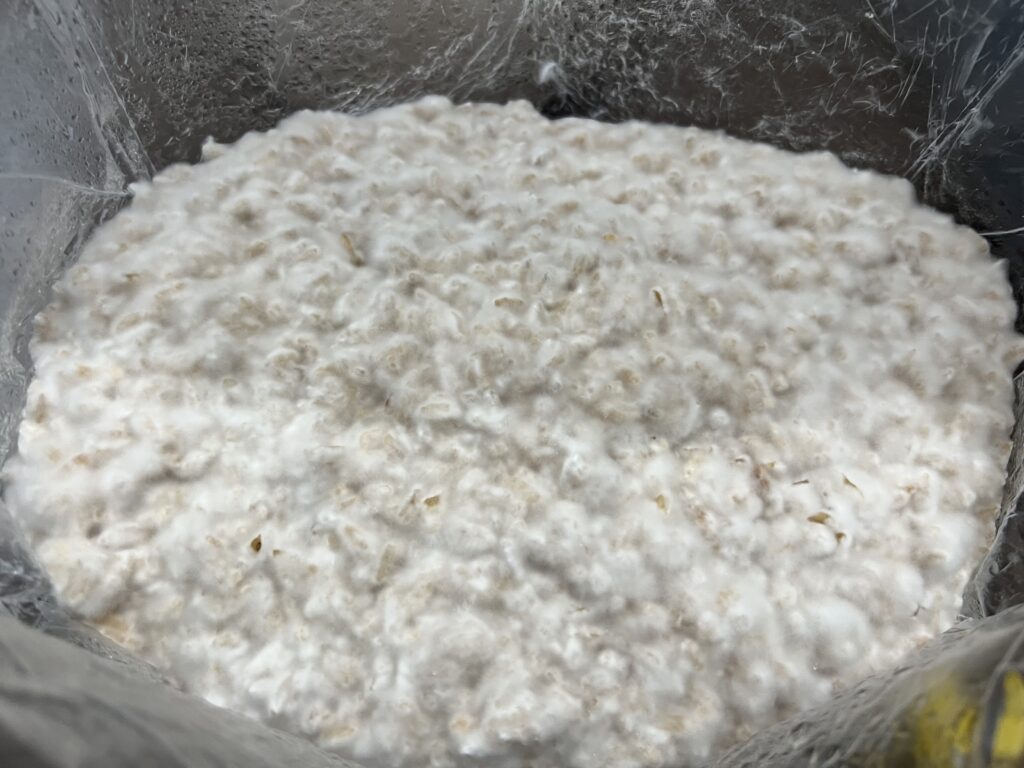 a bag of grain with mycelium growing throughout