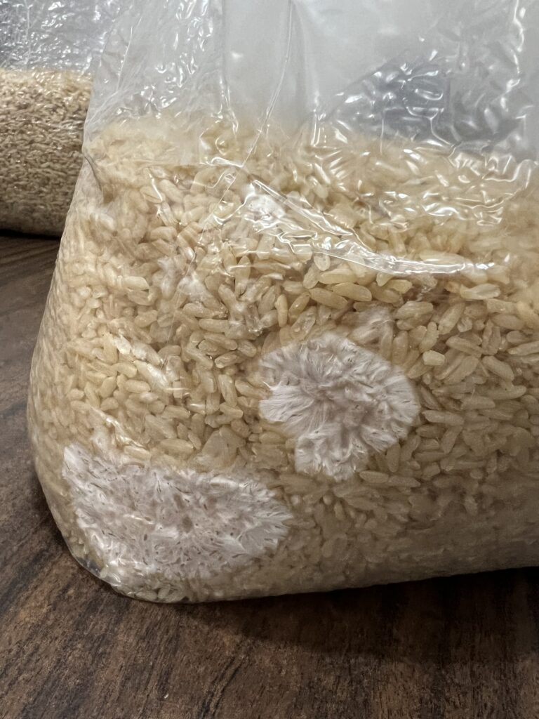 Mycelium growing in a bag of brown rice
