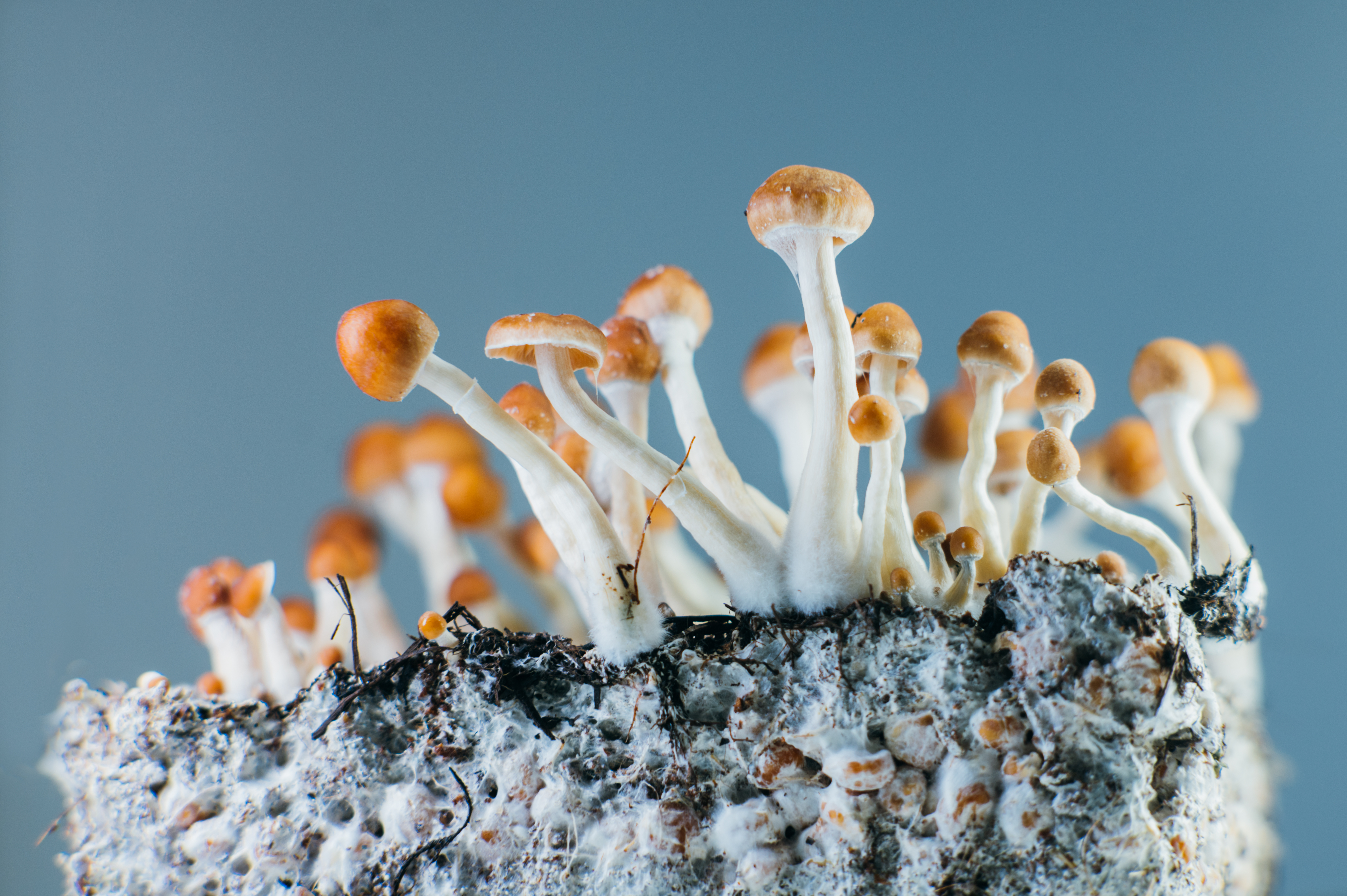 Mushrooms