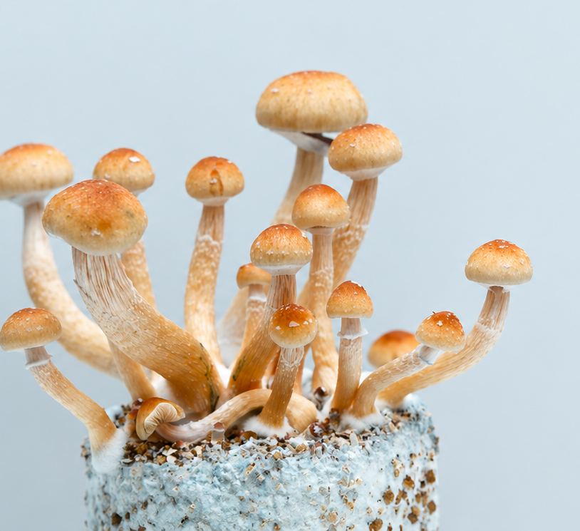 We Grow Magic mushrooms